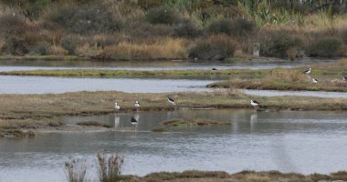 Pied Stilt 'in görüntüsü, Himantopus lökosefali, bataklıklarda besleniyor.