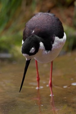 Siyah boyunlu bir Stilt, Himantopus Meksikalısı sığ sularda besleniyor.