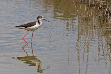 Kara kanatlı bir Stilt, Himantopus himantopus, bataklıkta yürüyor.