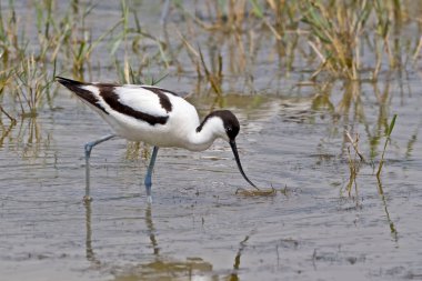 Bir Pied Avocet, Recurvirostra avosetta, görüntüyü kapat