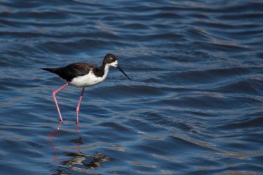 Bir Wading Hawaiian Stilt, Himantopus mexicanus knudseni, Siyah boyunlu Stilt 'in nesli tükenmekte olan alt türü.