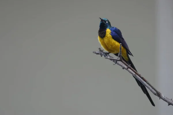 Golden Breasted Royal Starling Lamprotornis Regius Perched — Stock Photo, Image