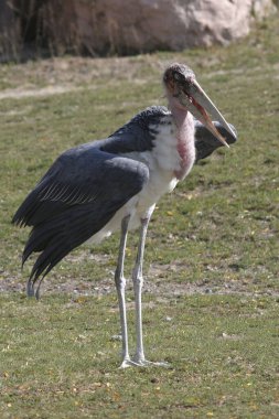 Bir Marabut leyleğinin dikey hali, Leptoptilos crumenifer, kanatları açık. 
