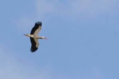 Beyaz leylek manzarası, Ciconia ciconia, flyng