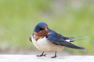 Bir Ahır Kırlangıcının Yakın Görüntüsü, Hirundo Rustika, 