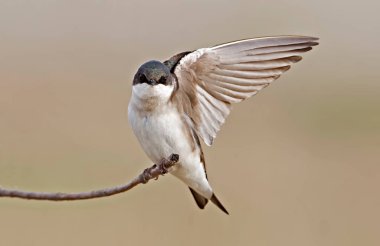 Bir Dişi Ağaç Kırlangıcı, Taşisineta iki renkli, yakın görünüm