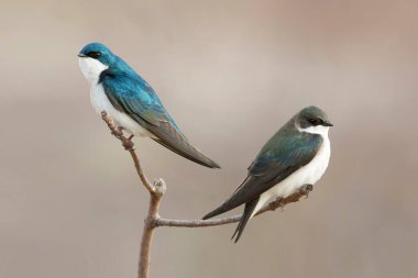 Bir çift Ağaç Kırlangıcı, Taşisineta iki renkli, tünemiş