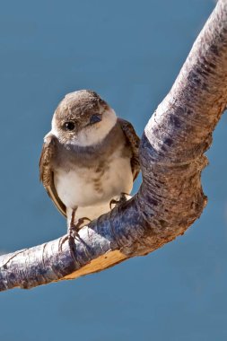 Bank Swallow veya Sand Martin, Riparia Riparia 'nın dikey görüntüsü