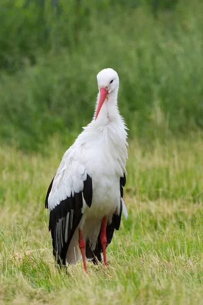 Vertical White Stork Ciconia Ciconia — Stock fotografie