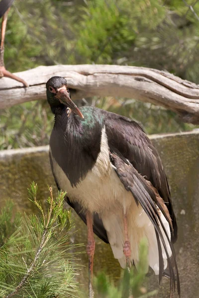 Vertical Black Stork Ciconia Nigra — Stock fotografie