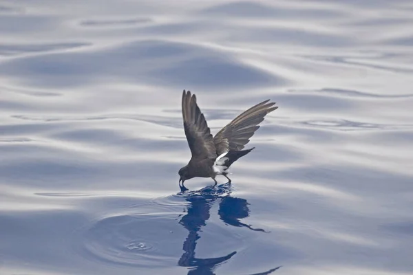 Een Wilson Storm Petrel Oceanites Oceanicus Tijdens Vlucht — Stockfoto