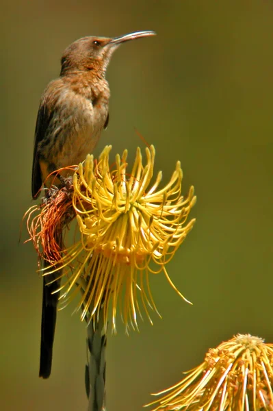 Κάθετη Ενός Cape Sugarbird Cafer Promerops Σκαρφαλωμένο — Φωτογραφία Αρχείου