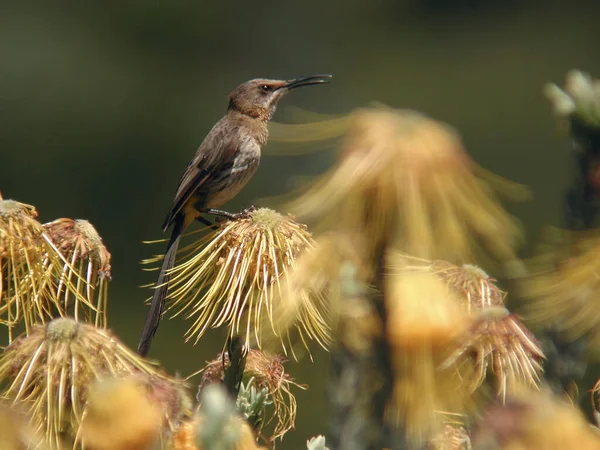 Ένα Cape Sugarbird Καφέ Promerops Λουλούδι — Φωτογραφία Αρχείου