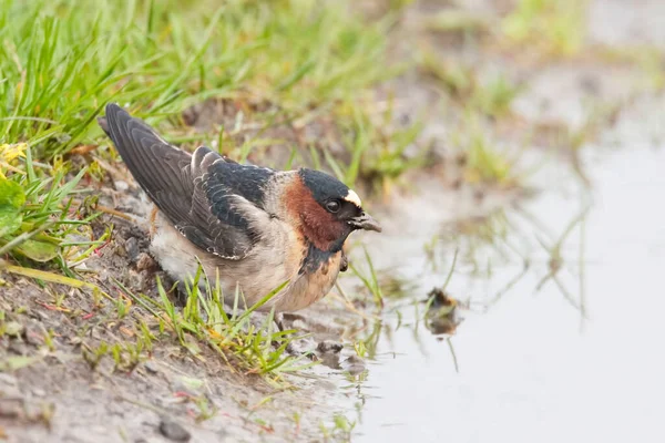 stock image A Cliff Swallow, Petrochelidon pyrrhonota, collecting nest materials