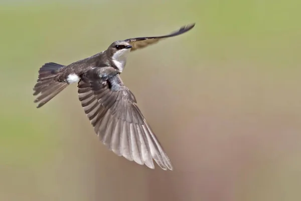 Een Vrouwelijke Boom Zwaluw Tachycineta Bicolor Vleugels Gespreid Vlucht — Stockfoto