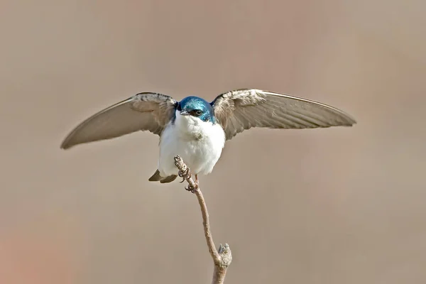 Male Tree Swallow Tachycineta Bicolor Wings Spread Perch — Stock Photo, Image