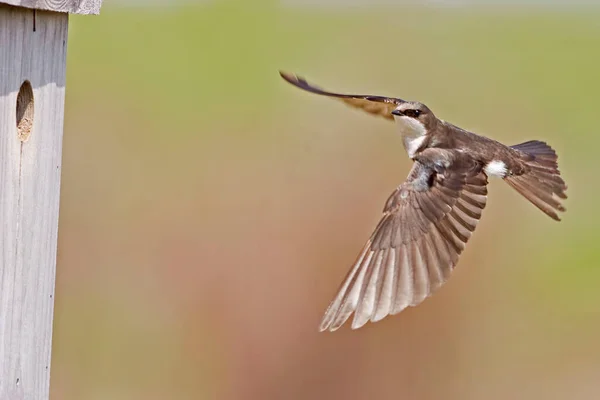 Bir Dişi Ağaç Kırlangıcı Taşisineta Bicolor Yuvaya Doğru Uçuyor — Stok fotoğraf