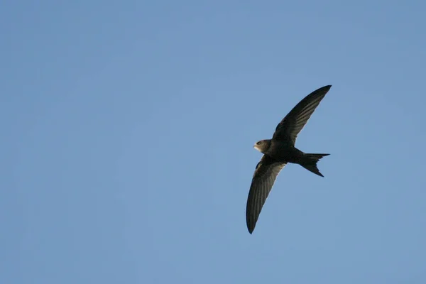 View Common Swift Apus Apus Flight — Stock Photo, Image