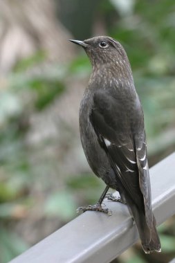 Bir dişi Dikey Grandala, Grandala serin rengi