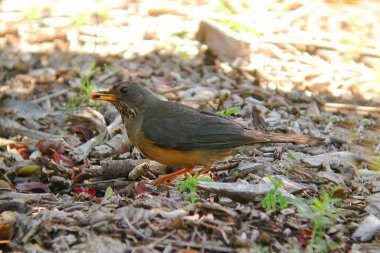 Bir zeytin filizi, Turdus olivaceus, yerde yiyecek arıyor.