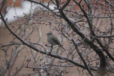 Townsend 'in Solitaire' i, Myadestes Tosendi, bir ağaca tünemiş.