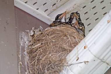 Amerikalı Robin, Turdus göçmenleri, yuvadaki civcivler