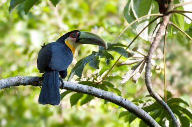Ağaçta tünemiş yeşil gagalı ya da kırmızı göğüslü bir Tukan, Ramphastos dicolorus.