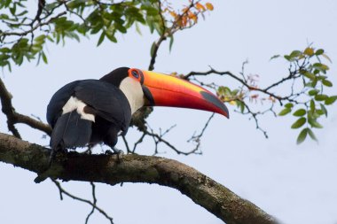 Bir Toco Toucan, Ramphastos toco, ağaca tünemiş.