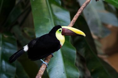 Siyah çeneli ya da sarı boğazlı bir Toucan, Ramphastos ambiguus, yakın görüş