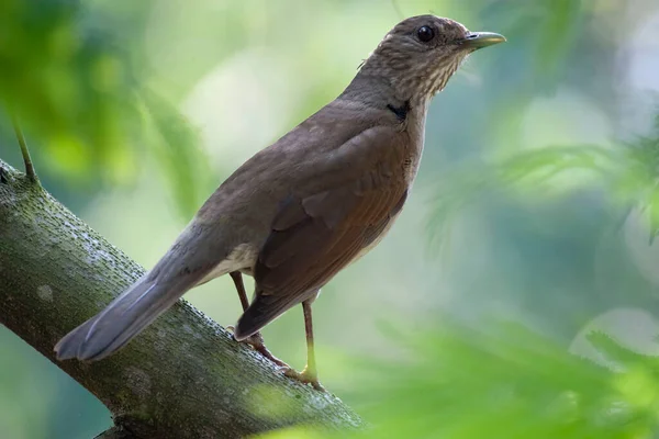 Pale Breasted Thrush Turdus Leucomelas Perched Tree — Stock Photo, Image