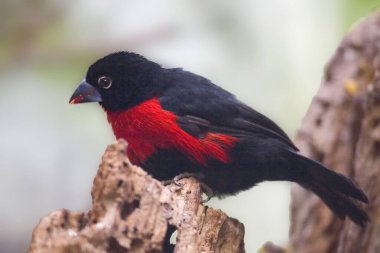 Bir Batı Bluebill 'i, Spermohaga haematina, bir kütüğe tünemiş.