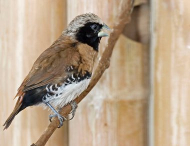 Kestane göğüslü bir Munia, Lonchura kastaneothorax, bir sarmaşığa tünemiş