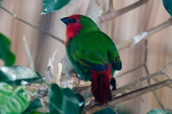 Papuga Czerwonogardła Erythrura Psittacea Siedząca Gałęzi — Zdjęcie stockowe
