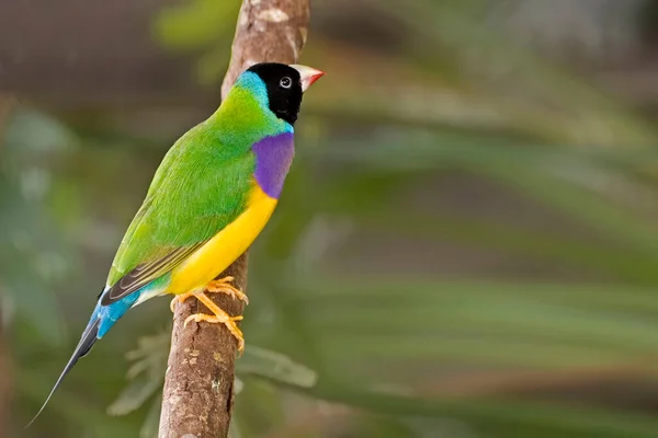 Gouldian Finch Erythrura Gouldiae Perched Branch — Stock Photo, Image
