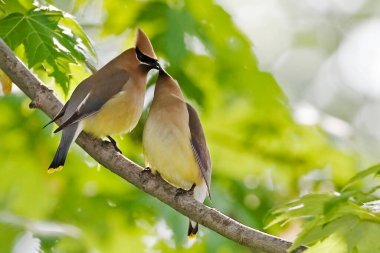 Cedar Waxwing, Bombycilla cedrorum, çiftler birbirini besliyor