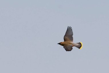 Bir Cedar Waxwing, Bombycilla cedrorum, uçuyor