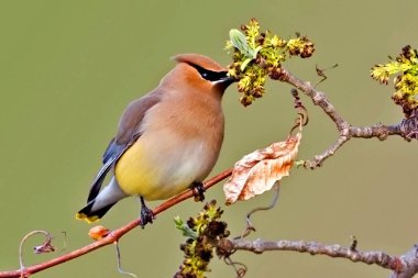 Bahar yapraklarında bir Cedar Waxwing, Bombycilla cedrorum.