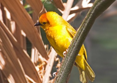 Bir Taveta Golden Weaver, Ploceus kastaneiceps, sazlıkta.