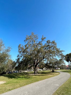 A View of a Live Oak, Quercus virginiana, by a roadside