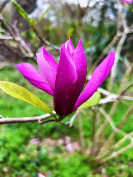 Widok Japońskiego Drzewa Tulipanowego Magnolia Soulangeana — Zdjęcie stockowe