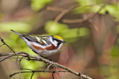 Erkek Kestane Taraflı Warbler, Setophaga Pensilvanica