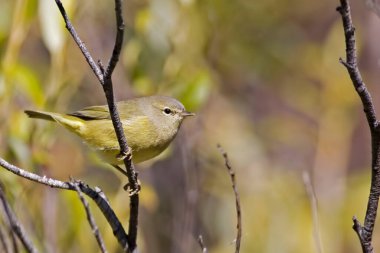 Bir portakal taçlı Warbler, Vermivora celata, dal üzerine tünemiş