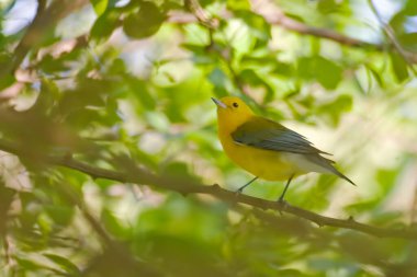 Bir Prothonotary Warbler, Protonotaria sitesi, bir ağaca tünemiş.