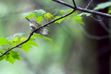 Bir Tennessee Warbler, Leiothlypis peregrina, küçük bir dala tünemiş