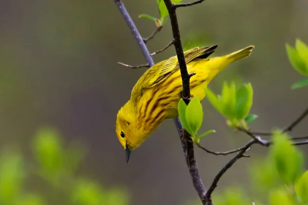 Żółty Warbler Setophaga Wybroczyny Żerując Drzewie — Zdjęcie stockowe