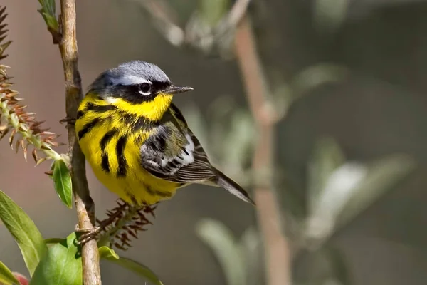 Male Magnolia Warbler Setophaga Magnolia Close View — Fotografia de Stock