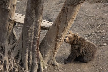 Uzun ağaçların yanında oturan kahverengi ayı manzarası. (Ursus arctos)