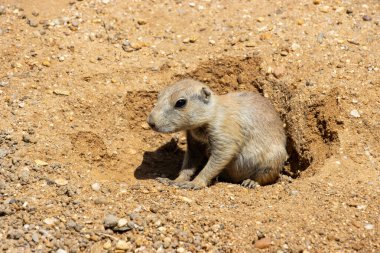 Siyah kuyruklu çayır köpeği yuvasından dışarı tırmanıyor. (Cynomys ludovicianus)