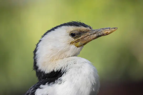 stock image Portrait of a black and white cormorant in profile on a green background. (Microcarbo melanoleucos)