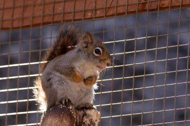 Bir sincap çitli bir kuşhanede ağaç kütüğünün üzerinde duruyor. (Sciurus vulgaris)
